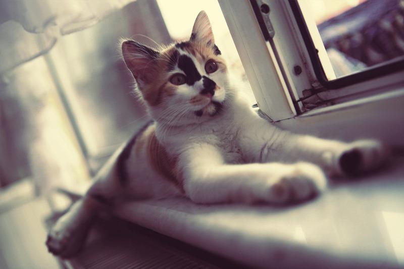 Cat MTc0OTUzMw