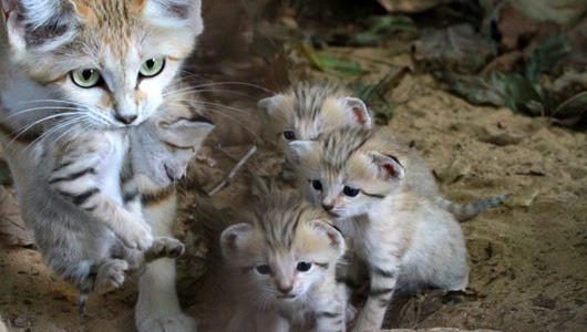 Cat MTc1NTg5OA