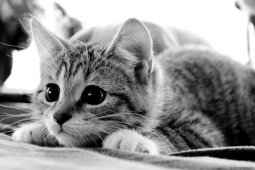 Cat MTc1NjgwOQ