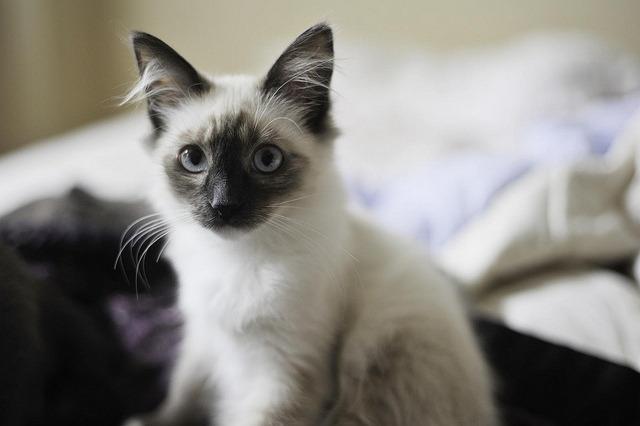Cat MTc1OTUzNw