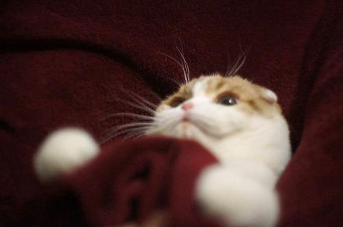 Cat MTc2Mzc0Mw