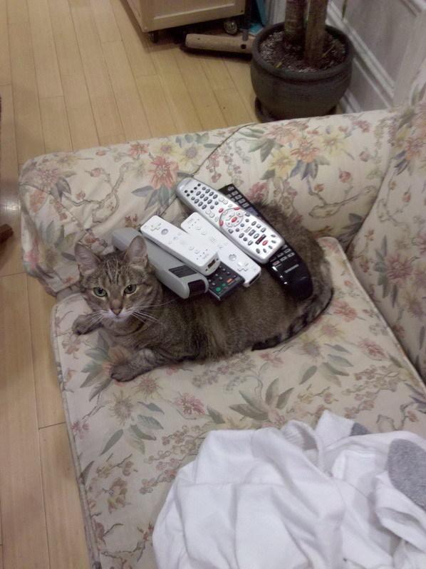 Cat MTc2MzgyMA