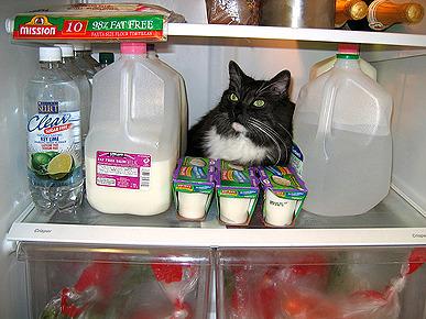Cat MTc2NjM5NA