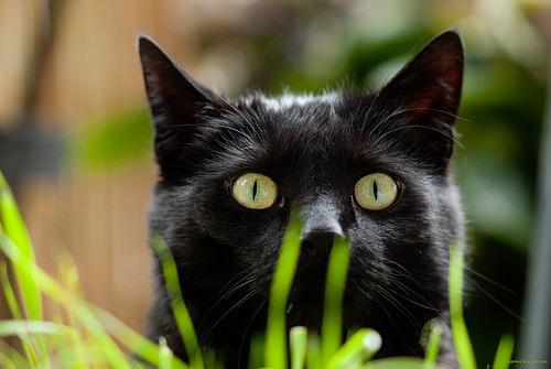 Cat MTc3MjgzNQ