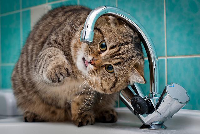 Cat MTc3MzI4OA