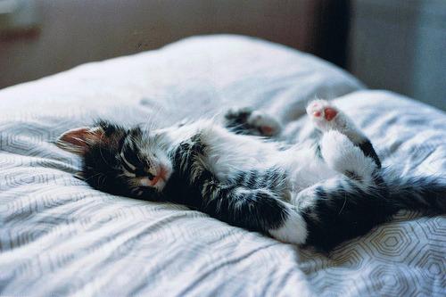 Cat MTc3NTMyNg