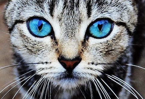 Cat MTc3NjExMw