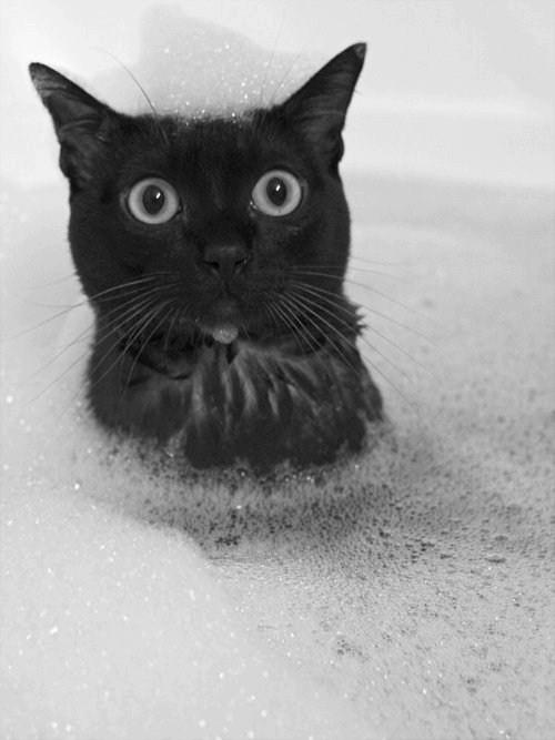 Cat MTc4Mjk2Ng