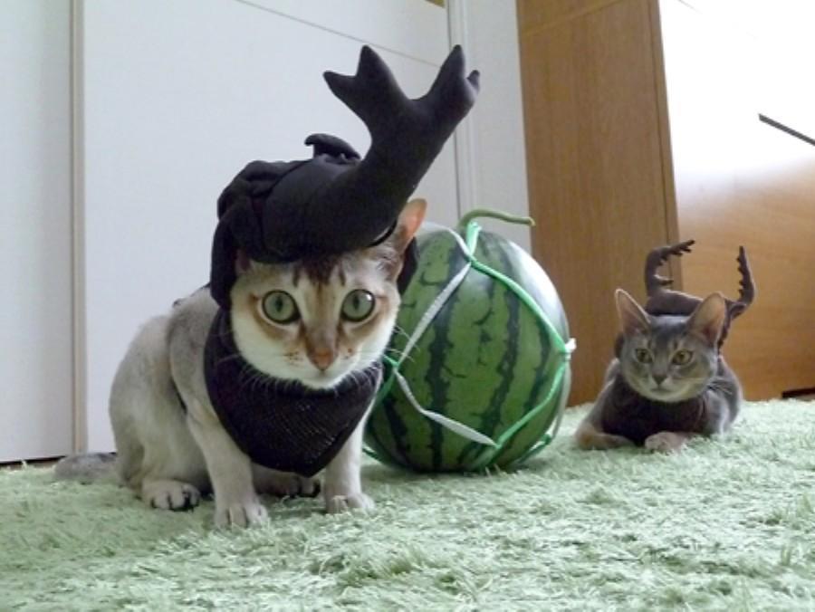 Cat MTc4MzM4MQ