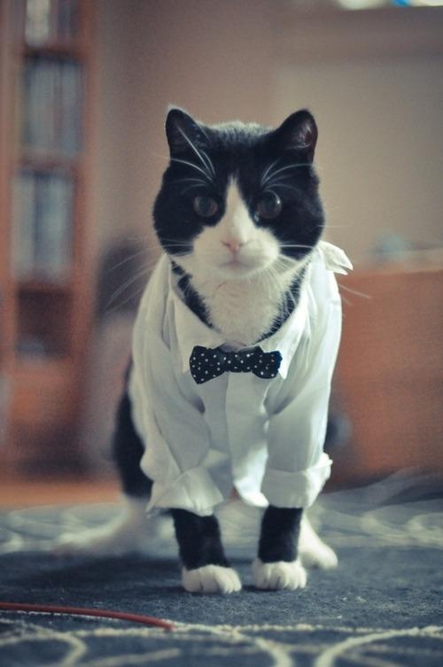 Cat MTc4Mzc3MA