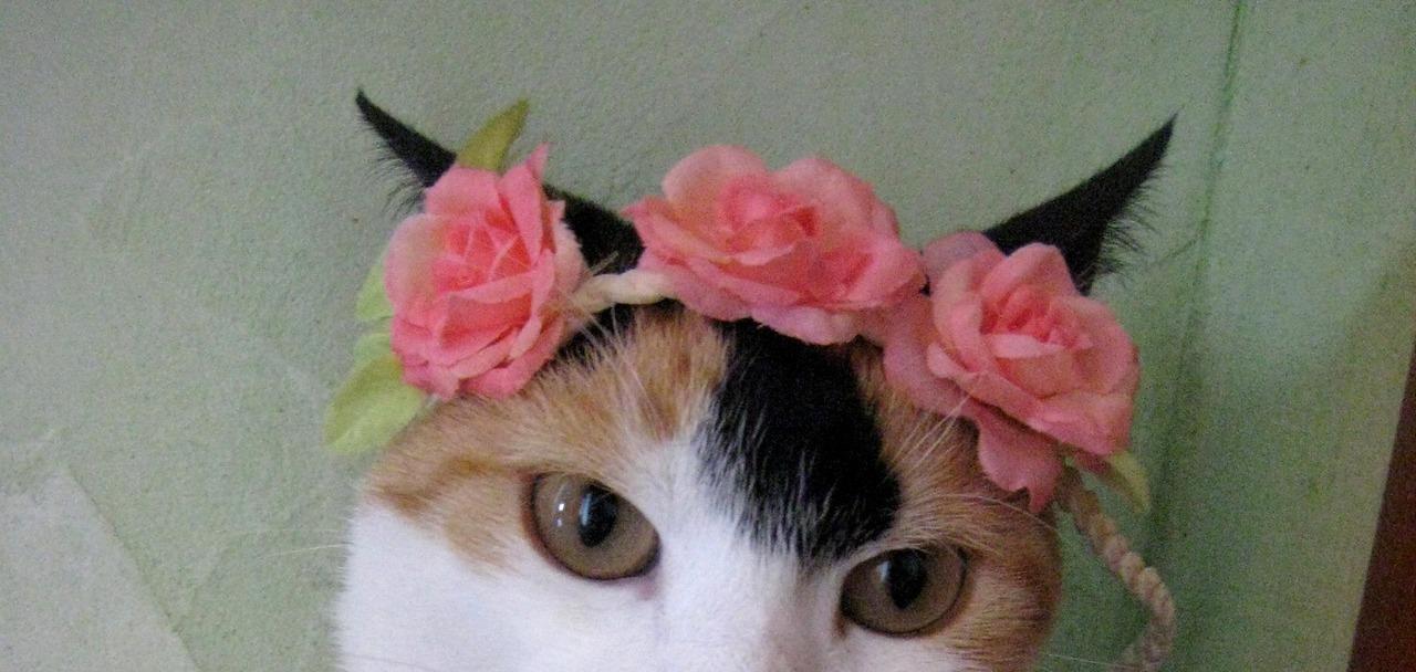 Cat MTc4NDUzMg