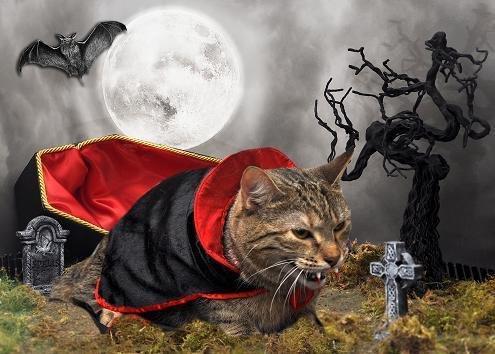 Cat MTc4NzYzMg
