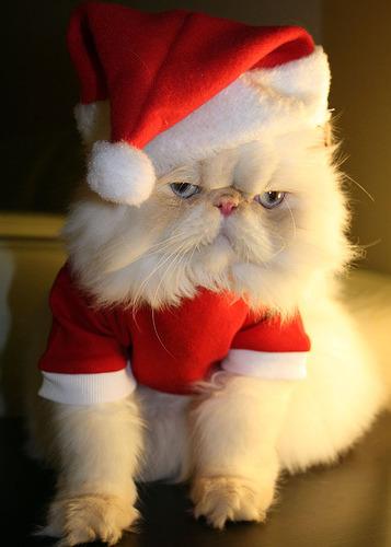 Cat MTc4ODUxNg