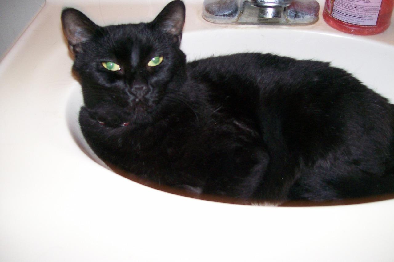 Cat MTc4OTc0MA