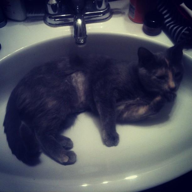 Cat MTc5MDAyMQ