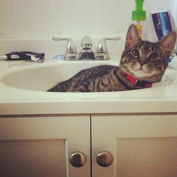 Cat MTc5MjI3MA