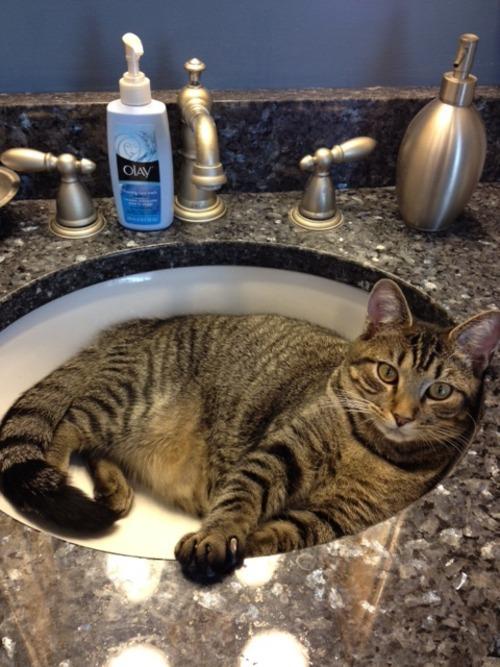 Cat MTc5MjcyOQ