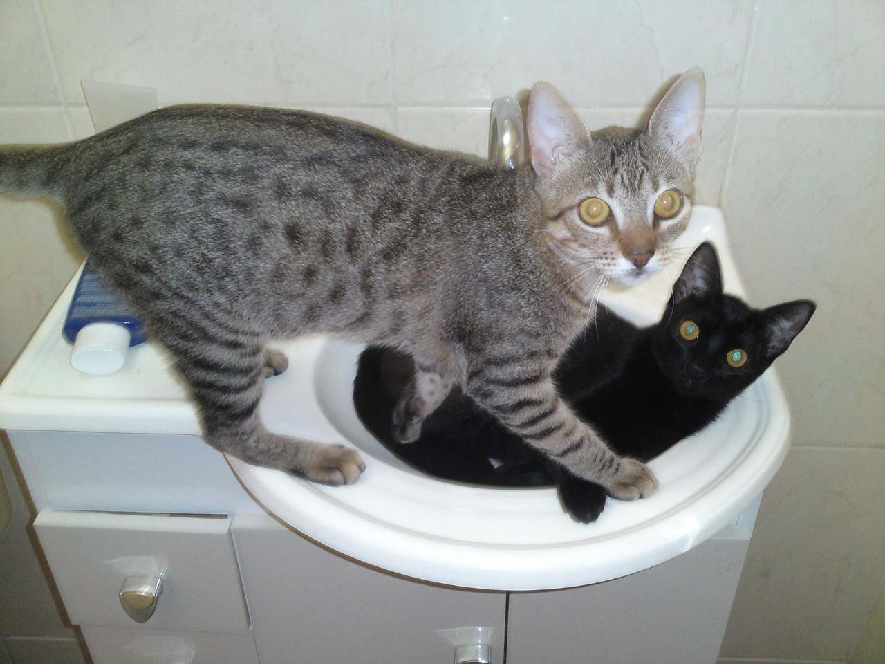 Cat MTc5MzA3OA