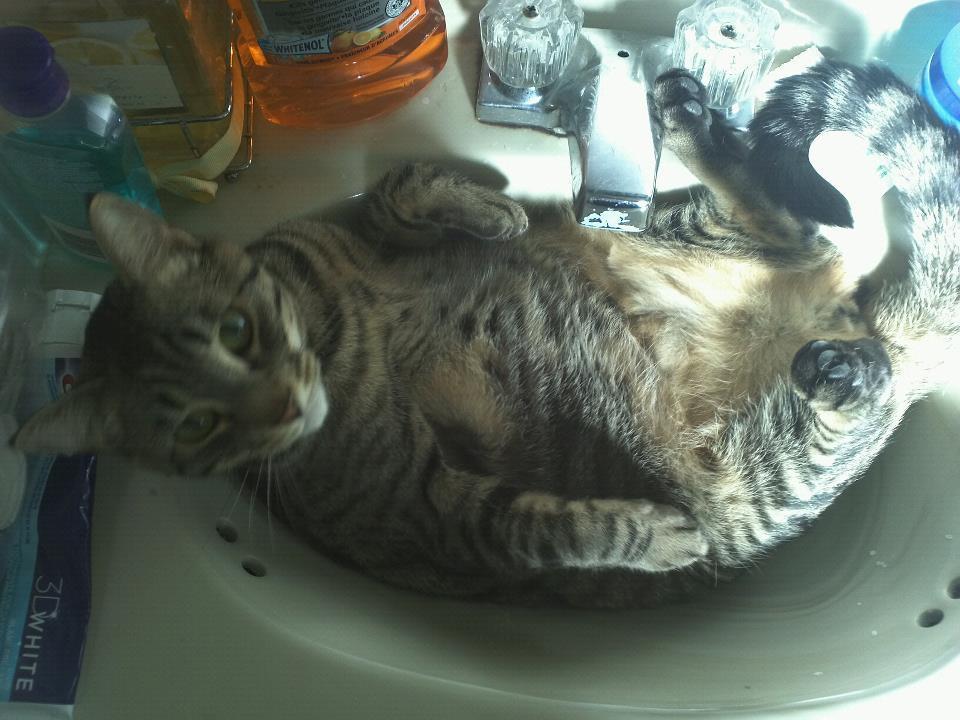 Cat MTc5NDIyMQ