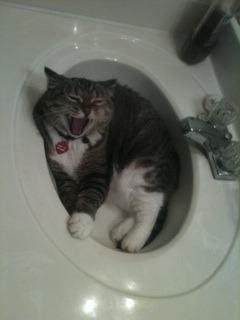 Cat MTc5NTYxNg