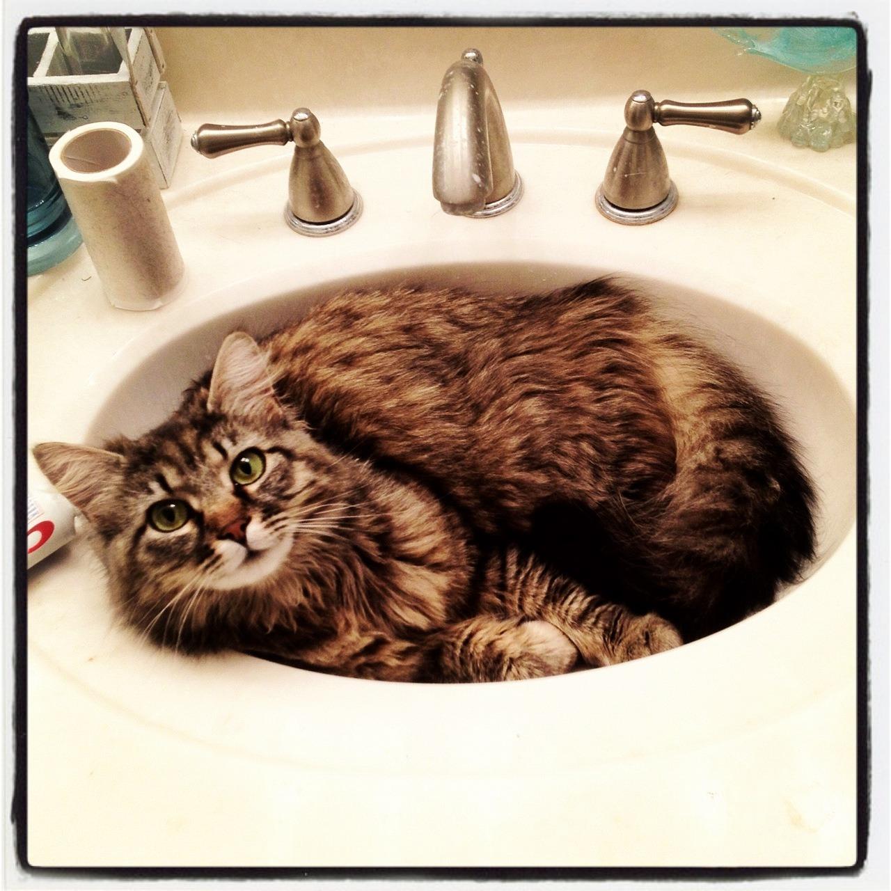 Cat MTc5NTg1Mg