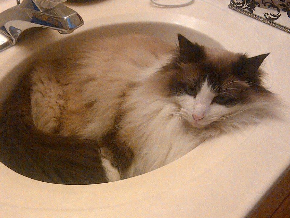 Cat MTc5NjQ3NQ