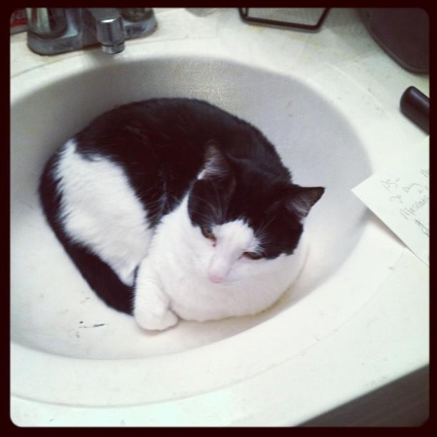 Cat MTc5NjYzNA
