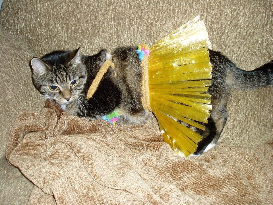 Cat MTc5OTM1NA