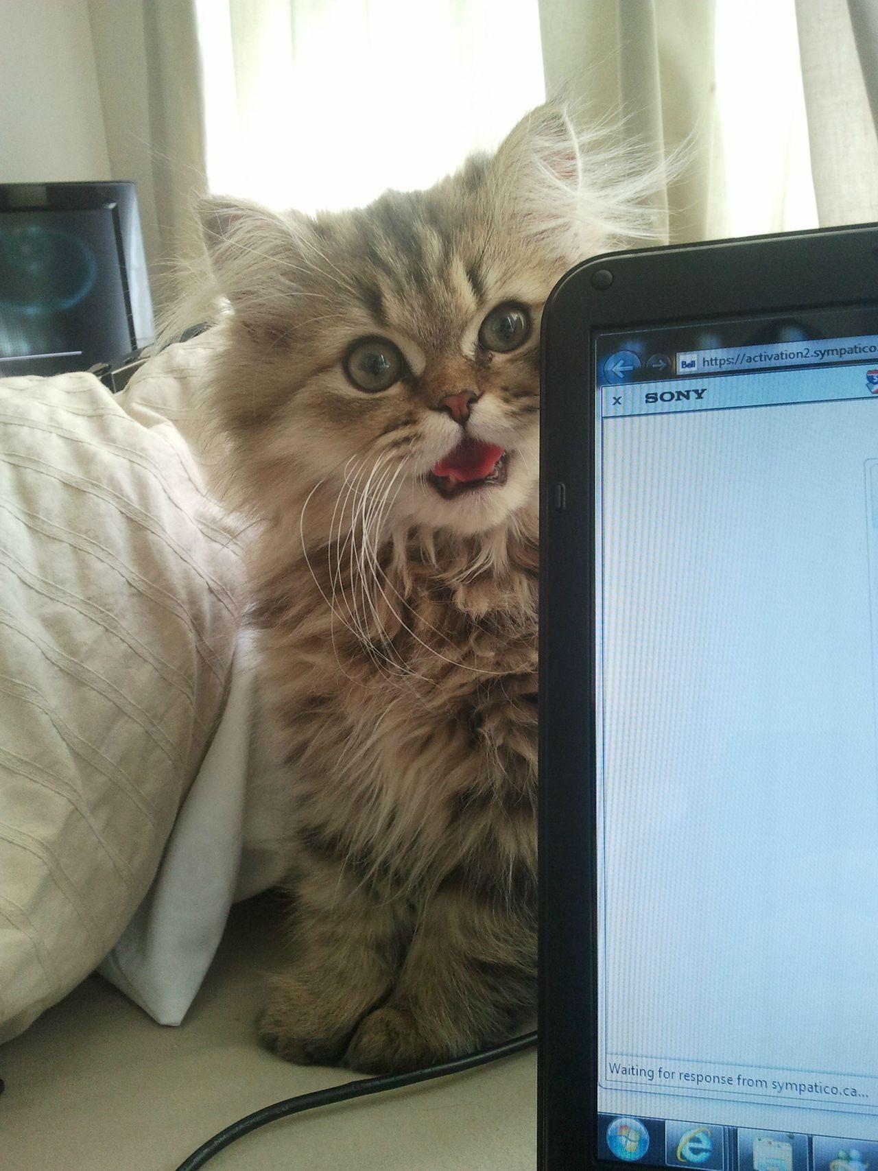Cat MTcwMDIxOQ