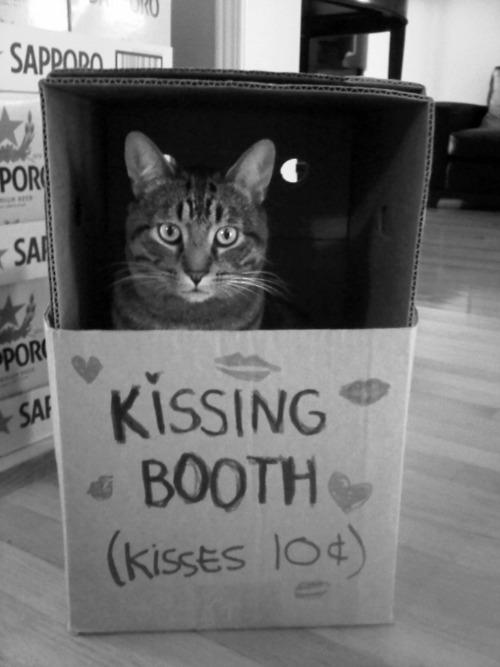 Cat MTcwMTczMg