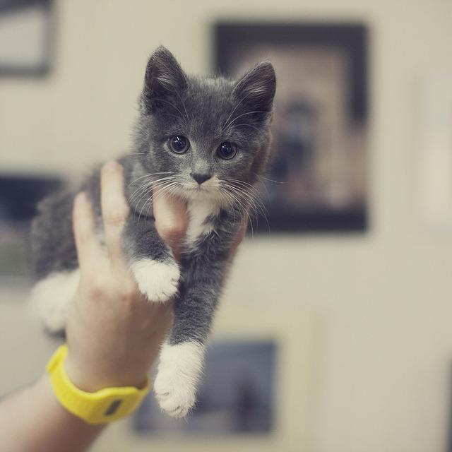 Cat MTcwNDE3NA