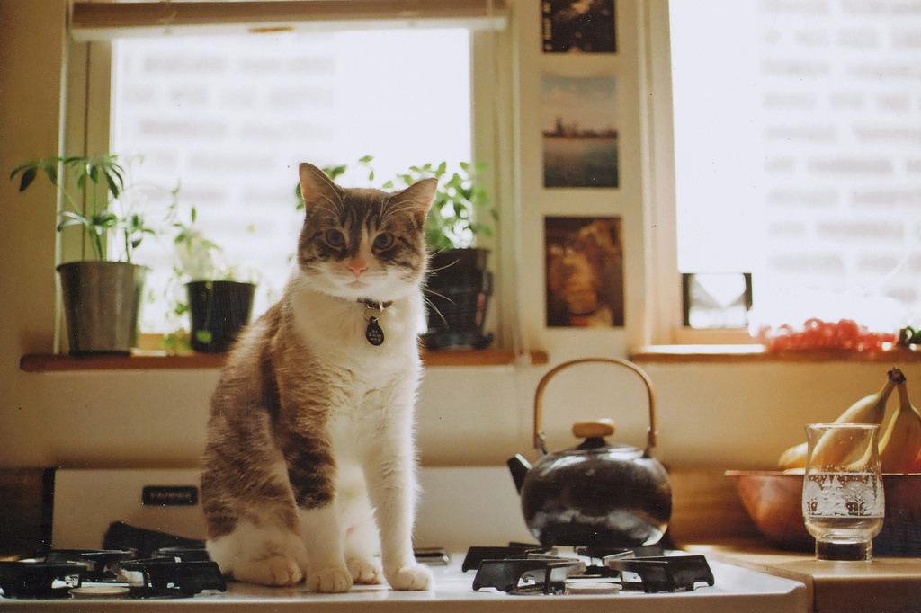Cat MTcwNTI3NA