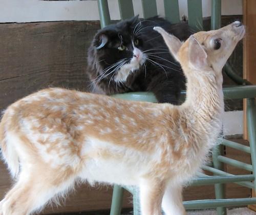 Cat MTcwODU4Nw