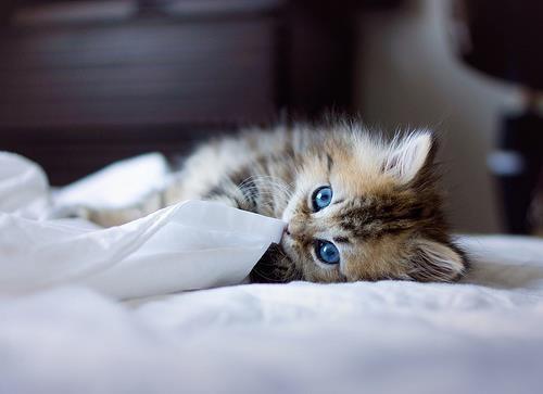 Cat MTcwOTI4NQ