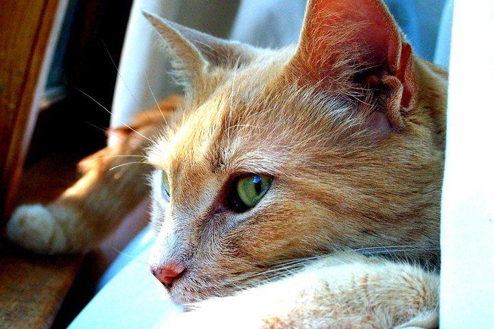 Cat MTcwOTUyMQ