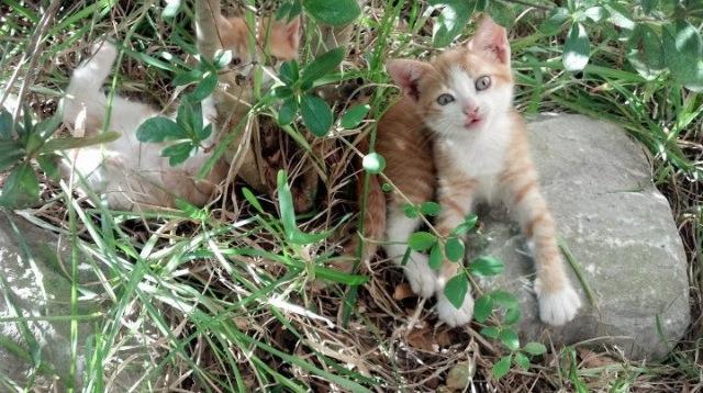 Cat MTcxMzAzOA