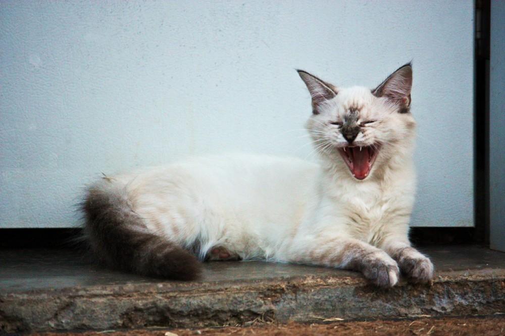 Cat MTcxMzEwMA