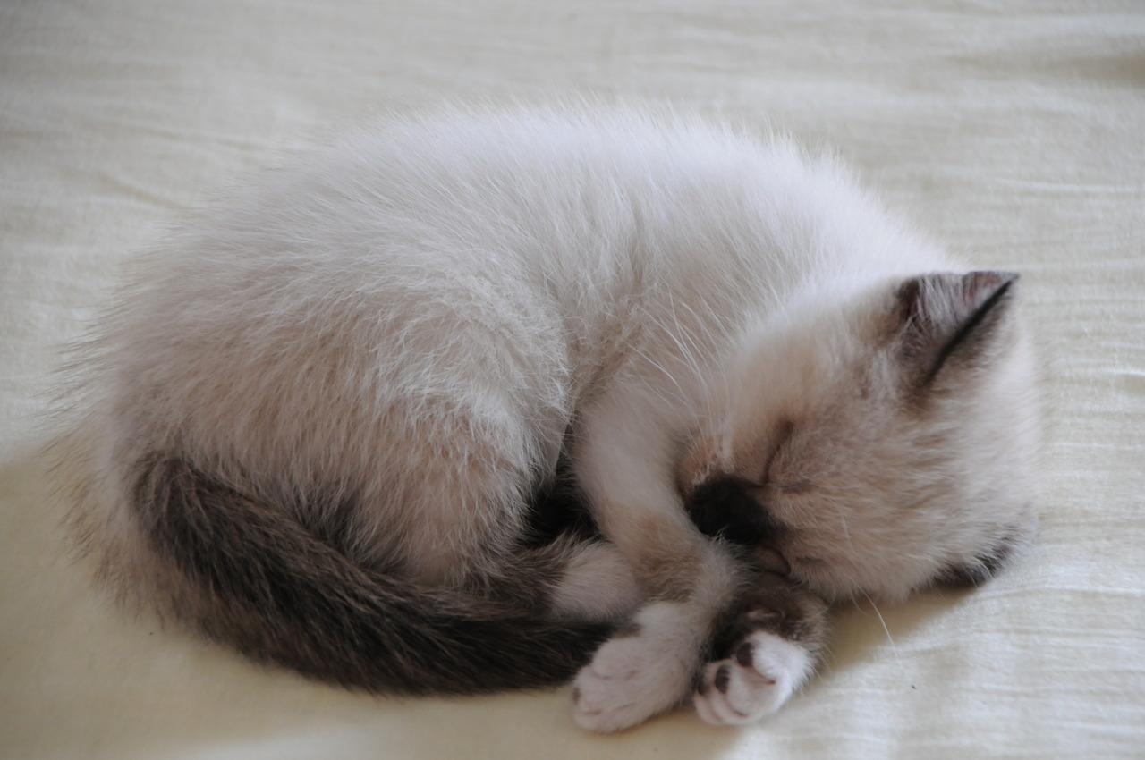 Cat MTcxNDI5Mg