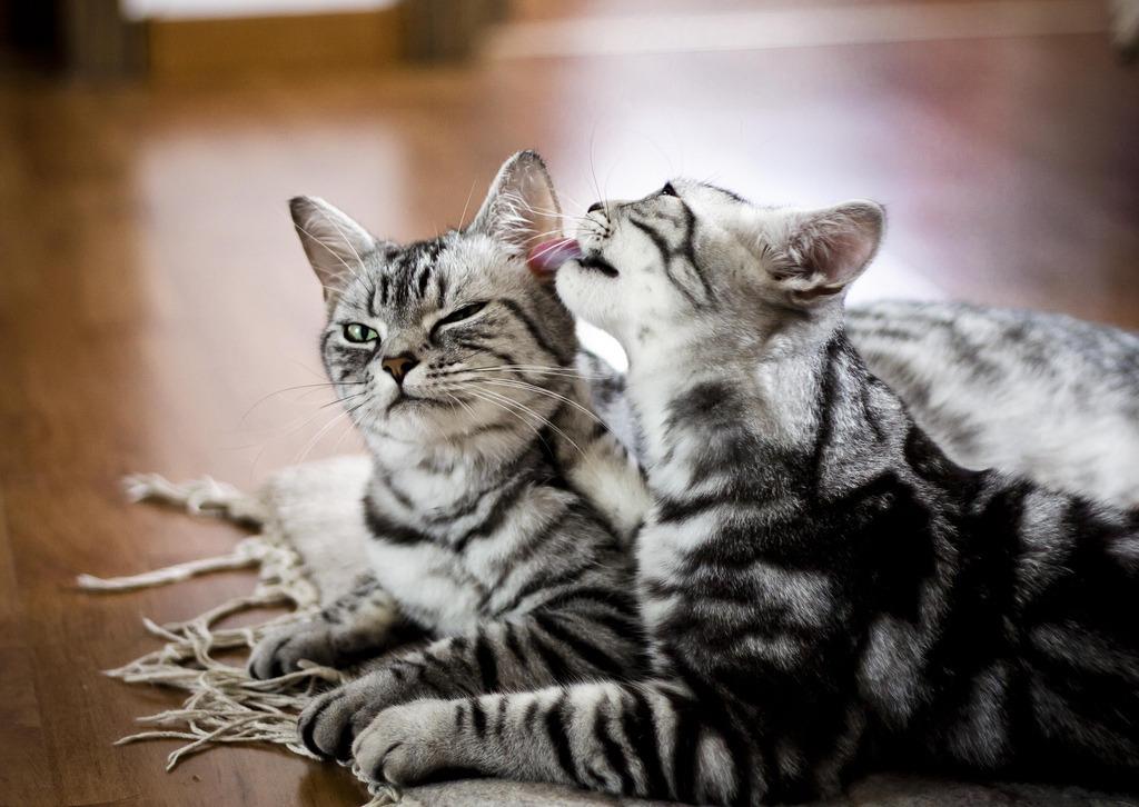 Cat MTcxNTQ1OQ