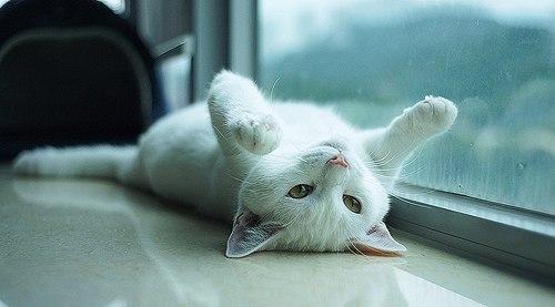 Cat MTcxNjAxOA