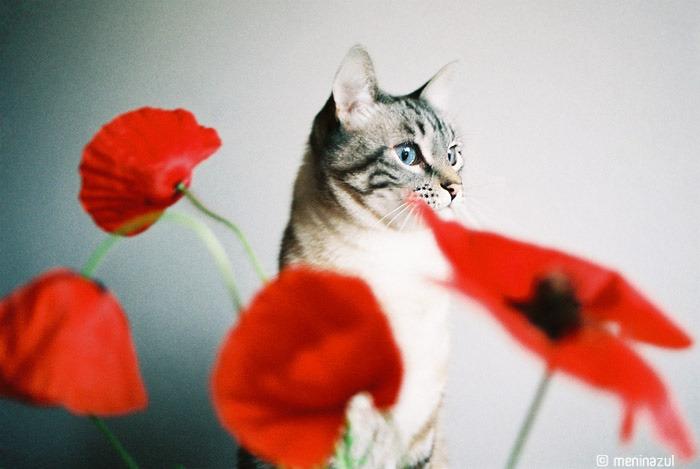 Cat MTcxNjYxNA