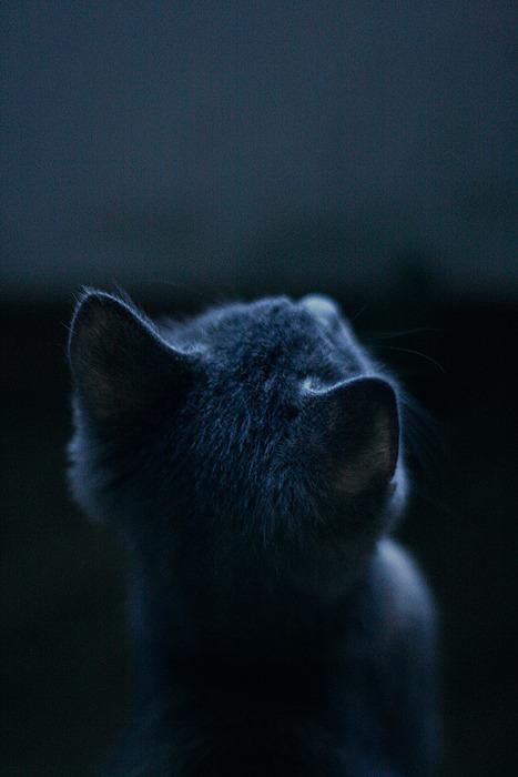 Cat MTcxNjkyOA