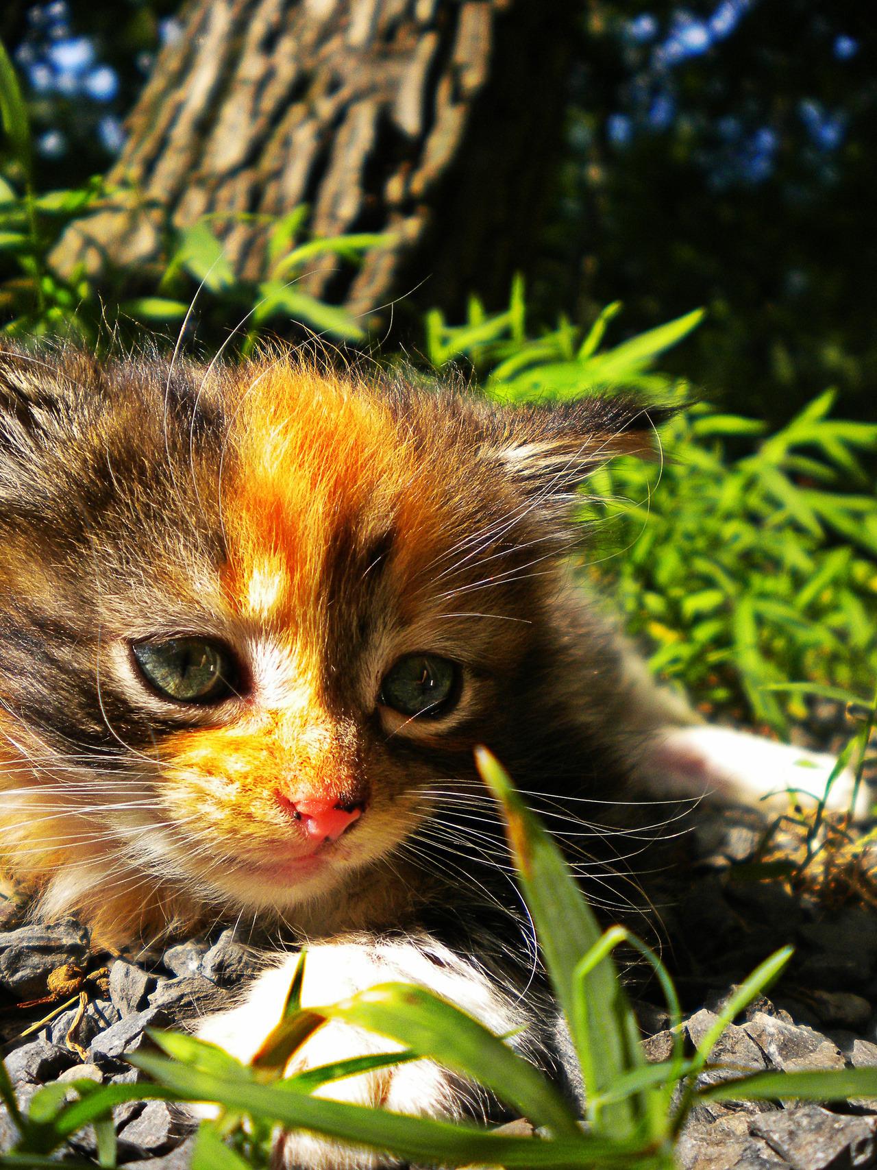 Cat MTcyMDExMw