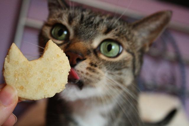 Cat MTcyMDMzMg