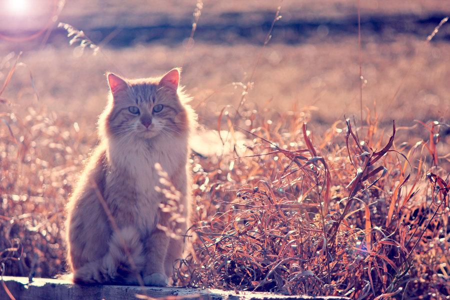 Cat MTcyMTMxOQ