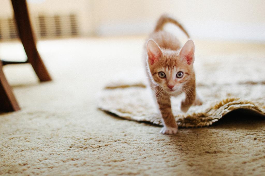 Cat MTcyMjg4Mg