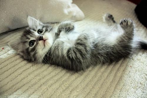 Cat MTcyMzk1NQ