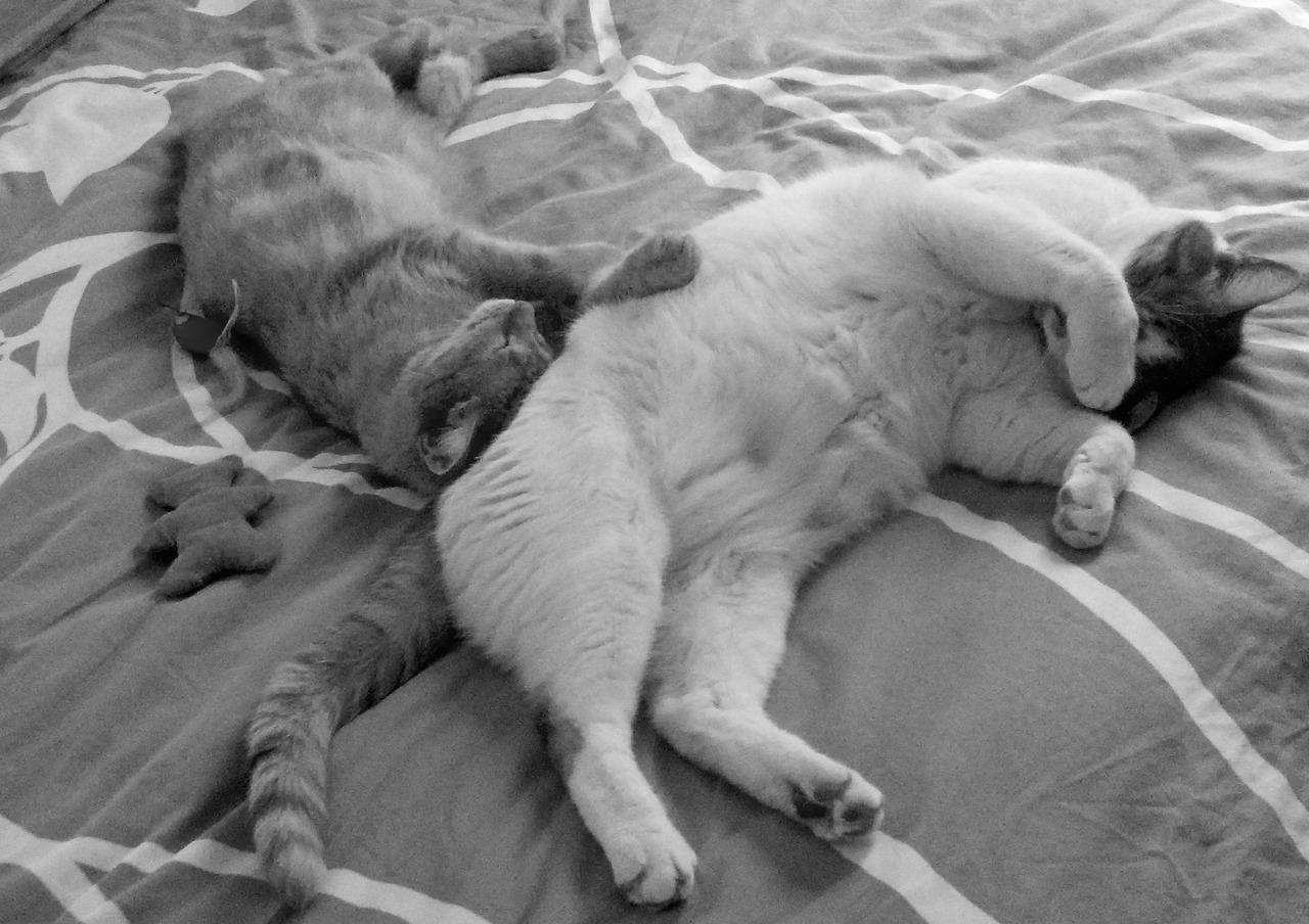 Cat MTcyNDU0NA