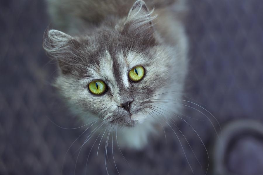 Cat MTcyNTM5Mg