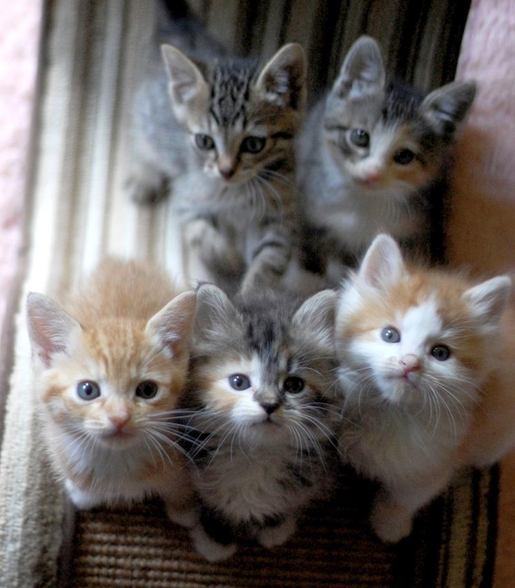 Cat MTcyODk5OQ